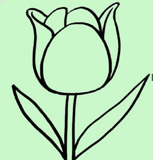 漂亮的郁金香简笔画图片