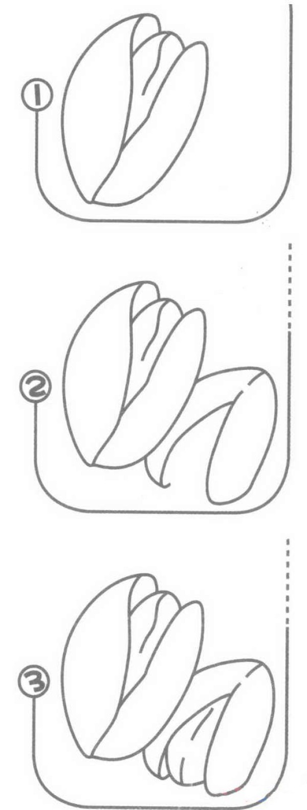 坚果开心果简笔画