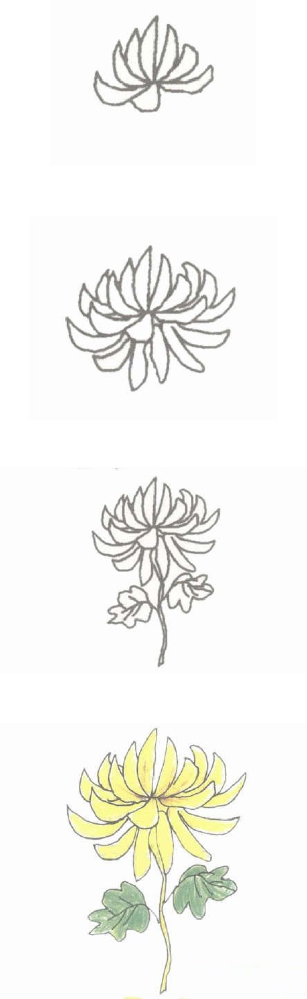 好看的菊花简笔画