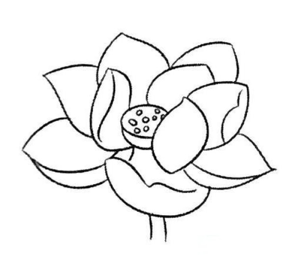 漂亮的荷花简笔画