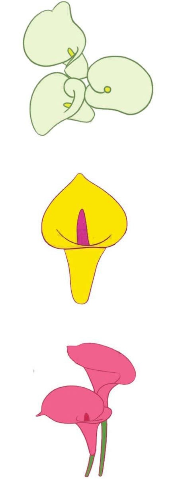 彩色马蹄莲怎么画简单又漂亮