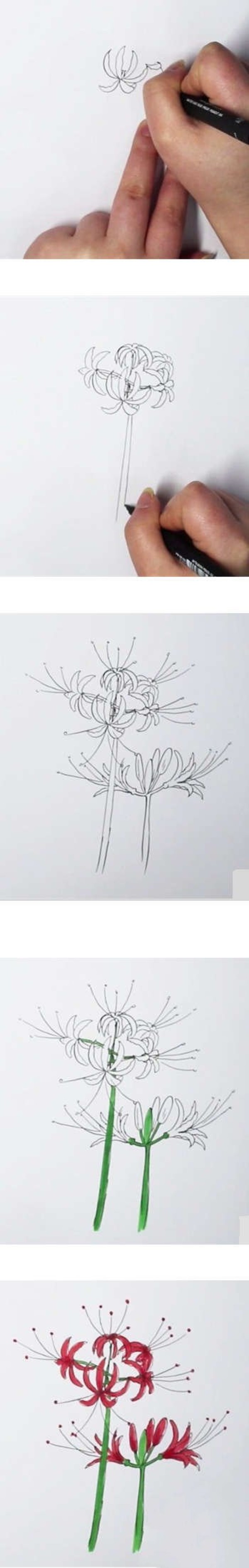 怎么绘画彼岸花