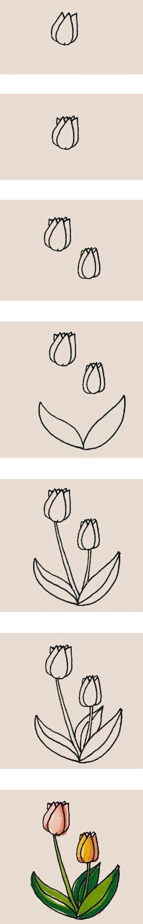 彩色的郁金香简笔画