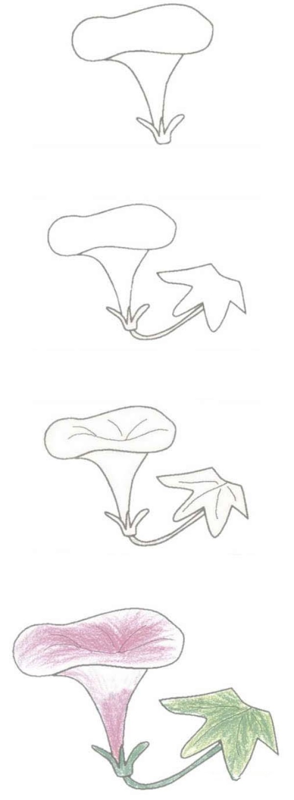 漂亮的牵牛花简笔画
