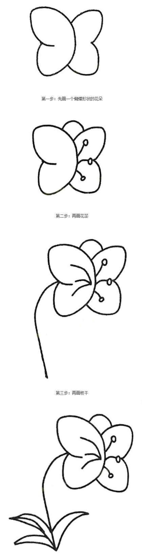 蝴蝶兰植物简笔画