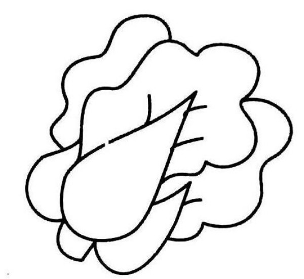 上海青小白菜简笔画