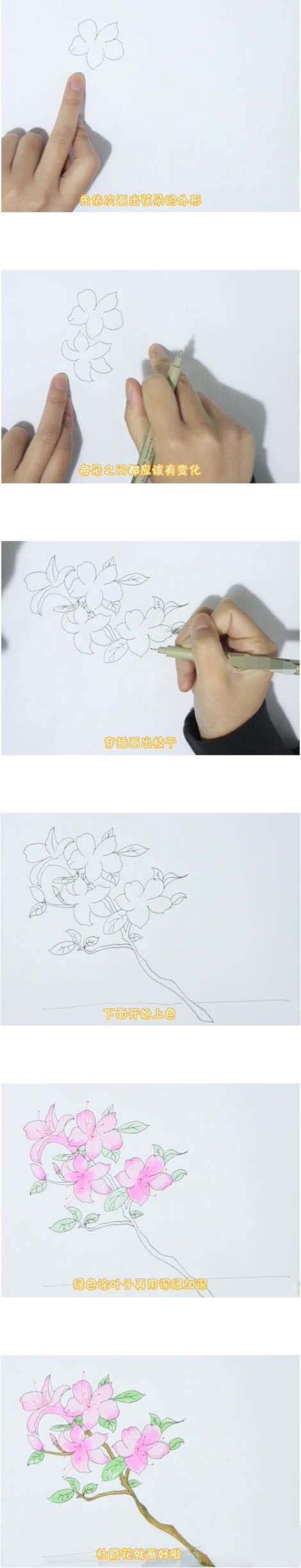 杜鹃花简笔画