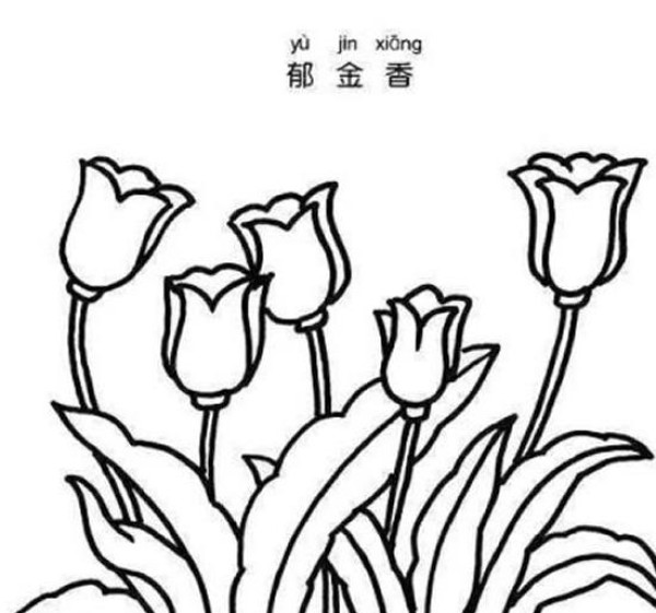 漂亮的郁金香简笔画图片