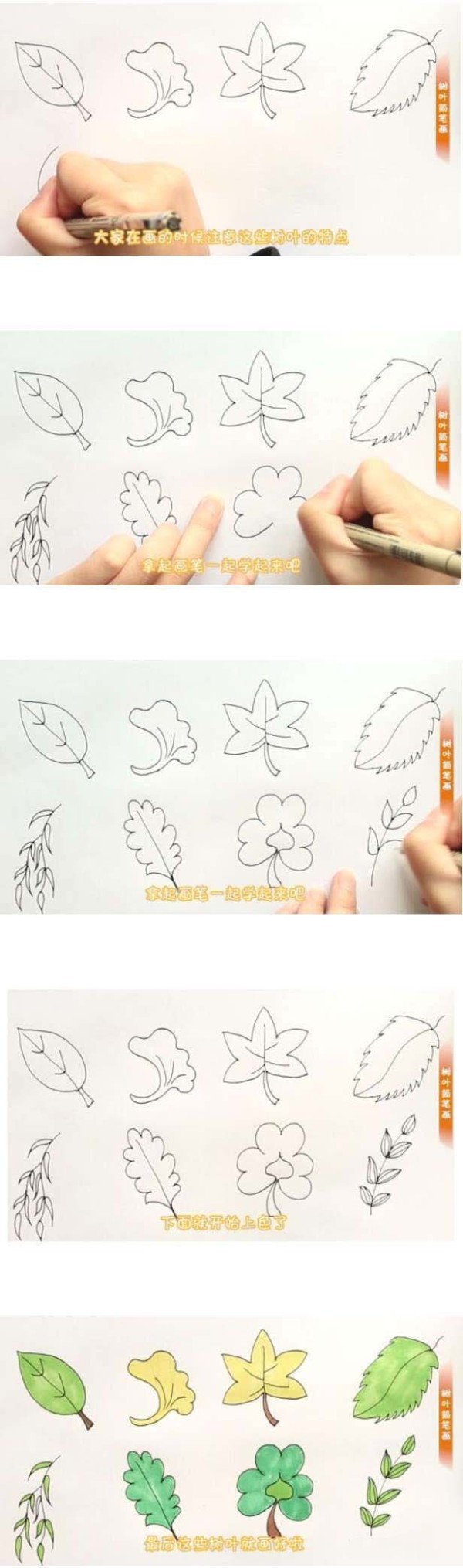 八种树叶的画法