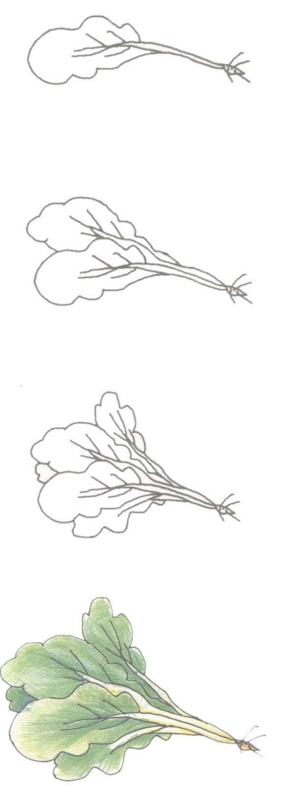 绿色的青菜简笔画