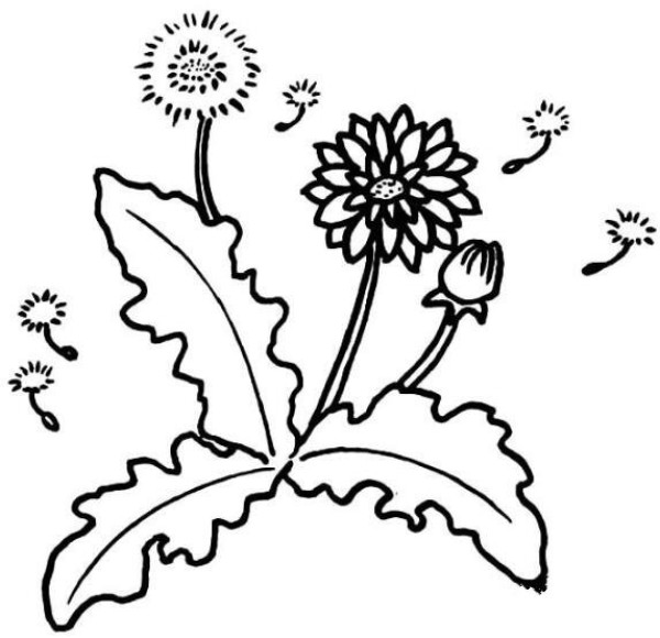 蒲公英小草怎么画