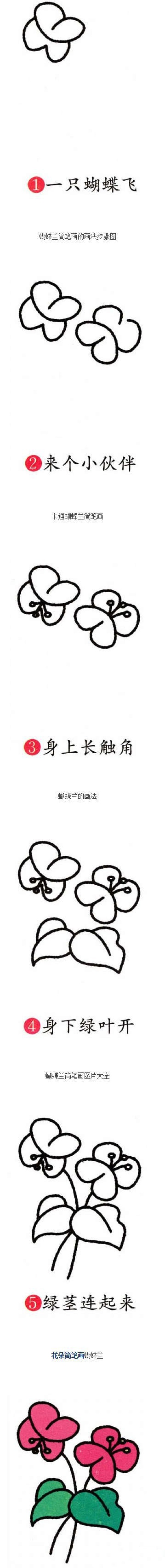 彩色蝴蝶兰简笔画