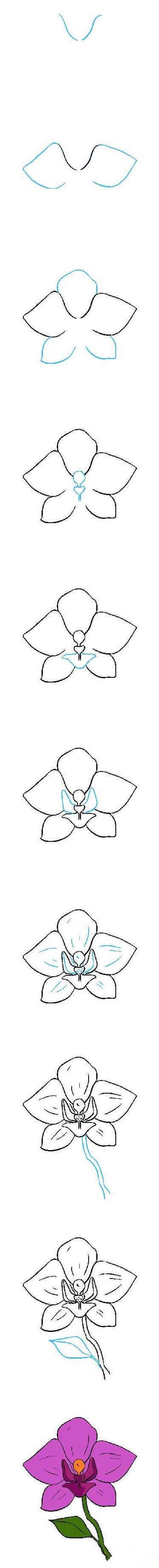 彩色兰花简笔画