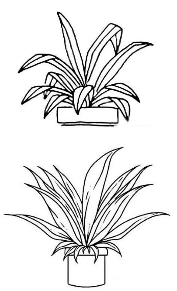 怎么画绿植盆栽