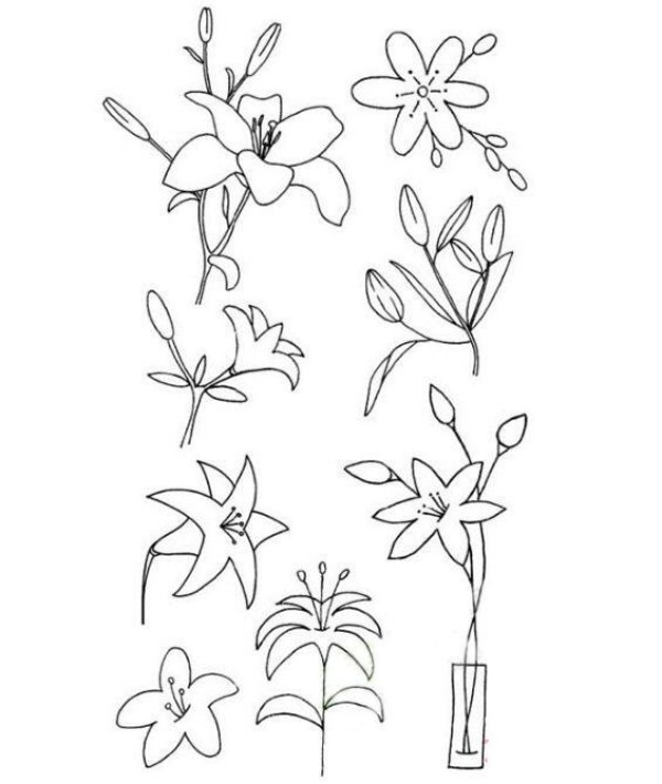 教你画各种百合花