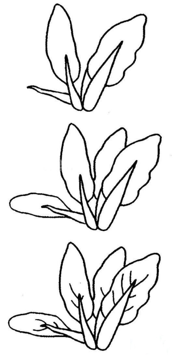 油菜简笔画