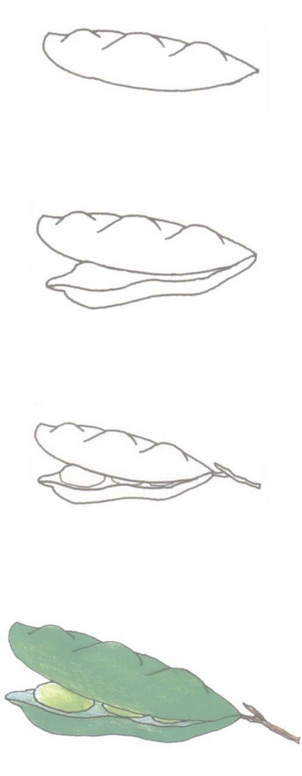 绿色的豆角简笔画