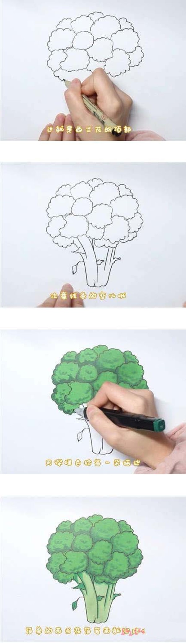 怎么画西兰花