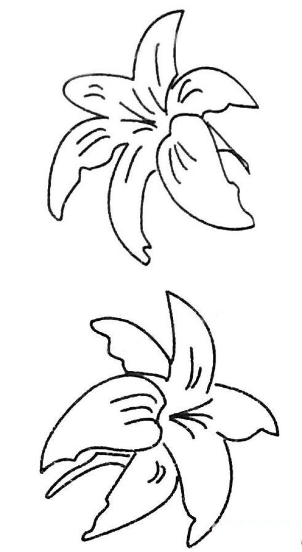 手绘百合花简笔画