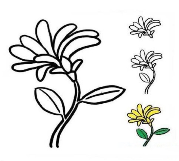 秋天开放的菊花简笔画
