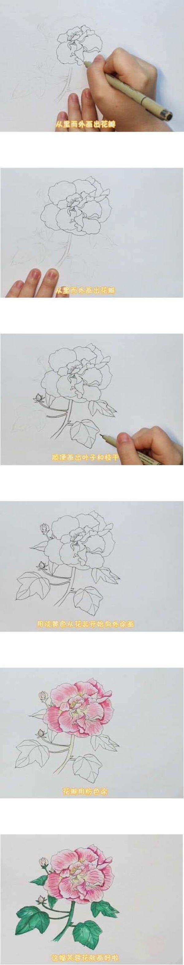 芙蓉花简笔画