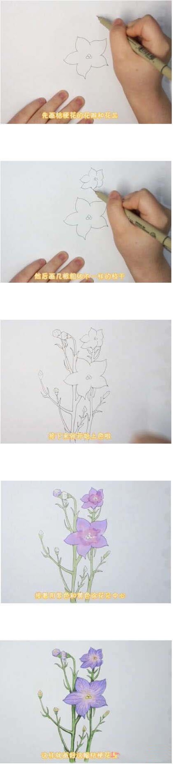 桔梗花简笔画