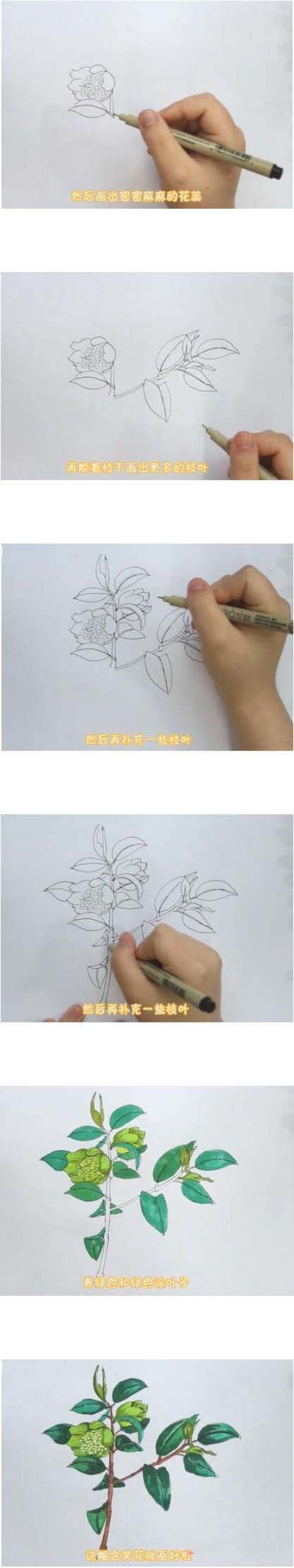 害羞的含笑花简笔画