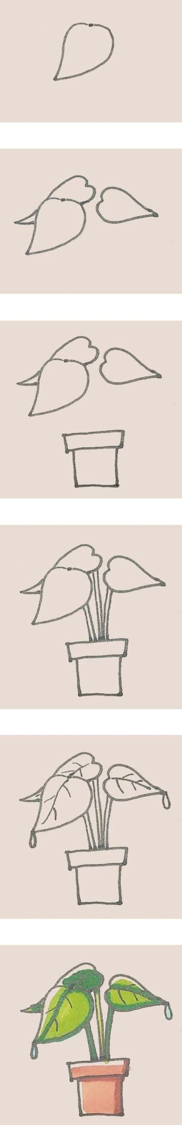 滴水观音盆栽简笔画