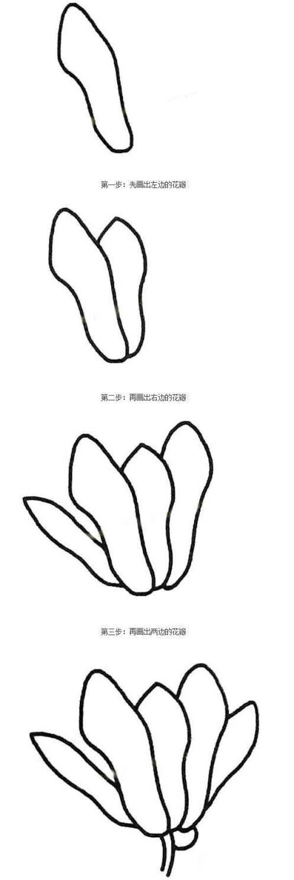 玉兰花简笔画
