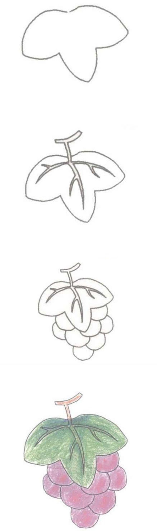 紫色的葡萄简笔画