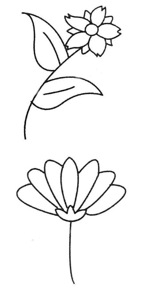 野菊花简笔画