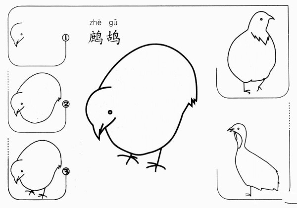 鹧鸪怎么画