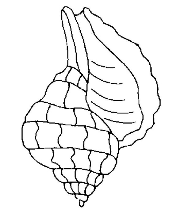 海洋生物贝壳简笔画