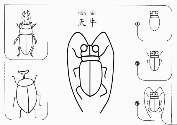 天牛怎么画