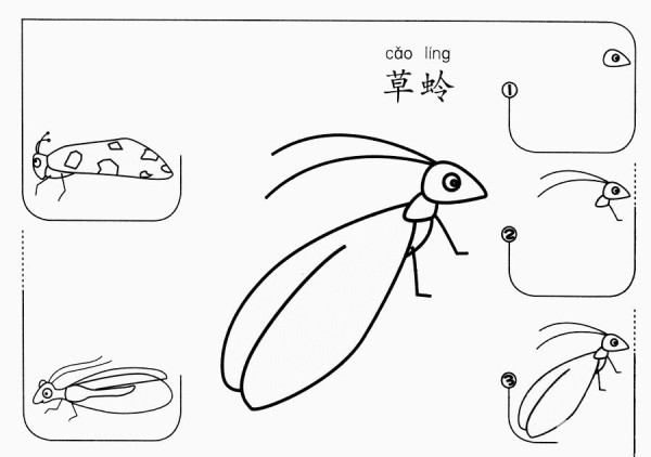 草蛉怎么画